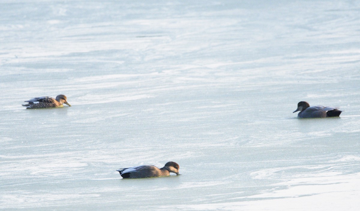 Gadwall - ML611050716