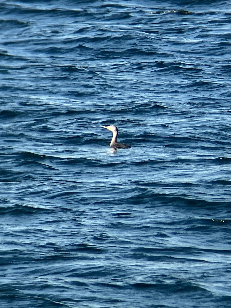 Red-throated Loon - ML611050748