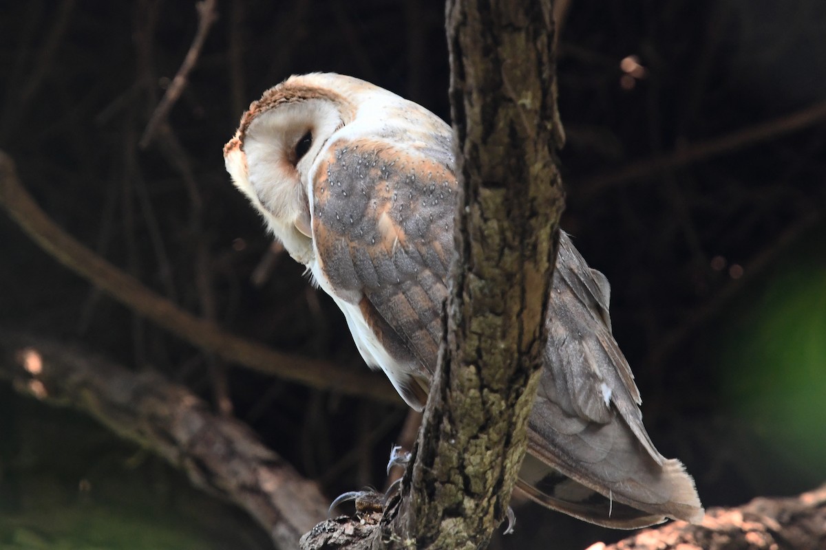 Barn Owl (African) - ML611050824
