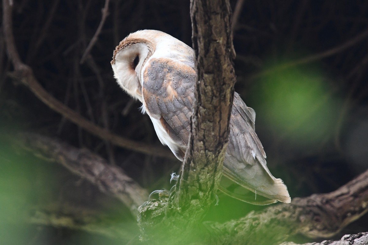 Barn Owl (African) - ML611050829