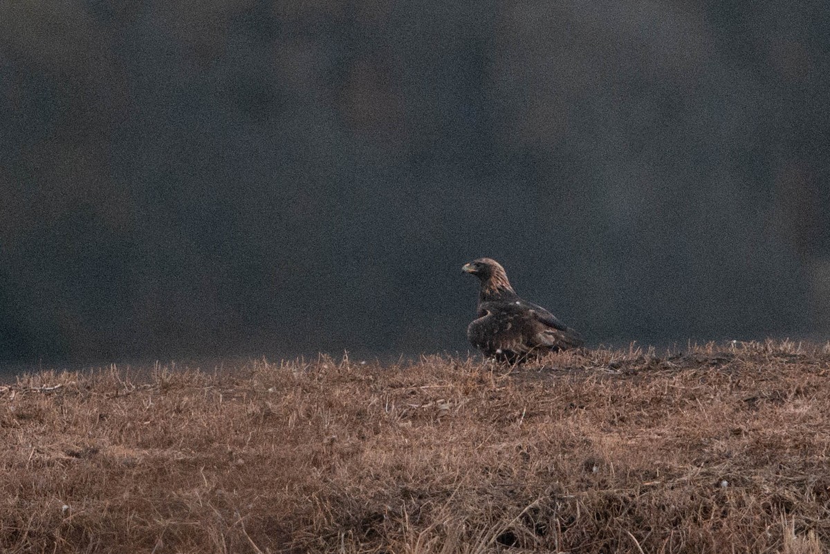Golden Eagle - ML611051168