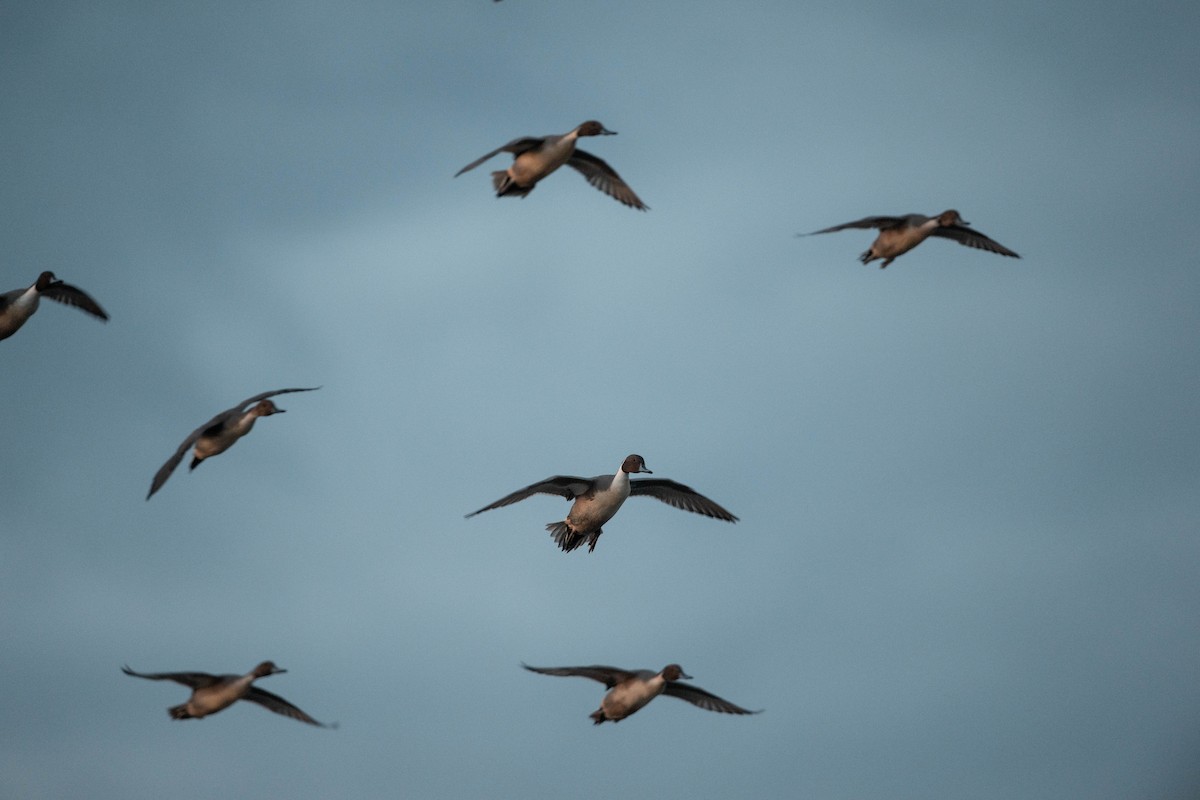 Northern Pintail - ML611051184