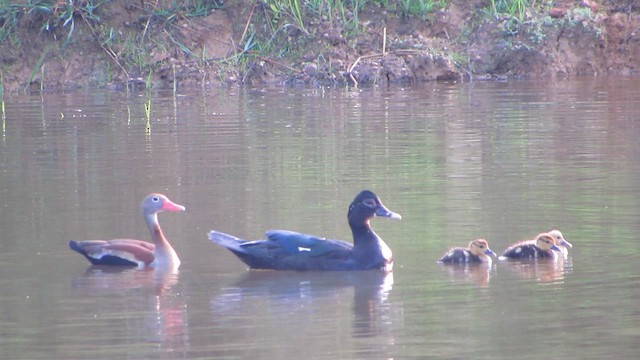 Muscovy Duck - ML611051200