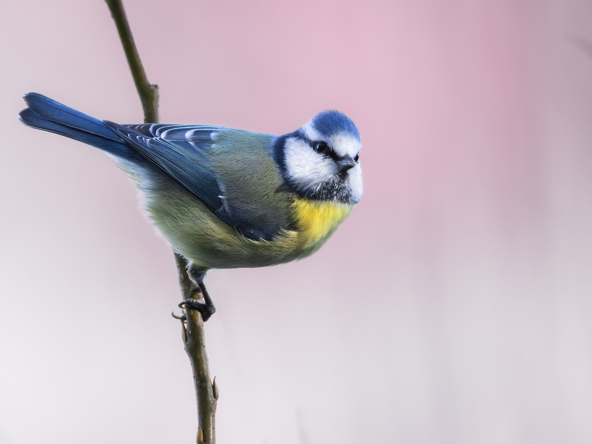 Eurasian Blue Tit - ML611051239