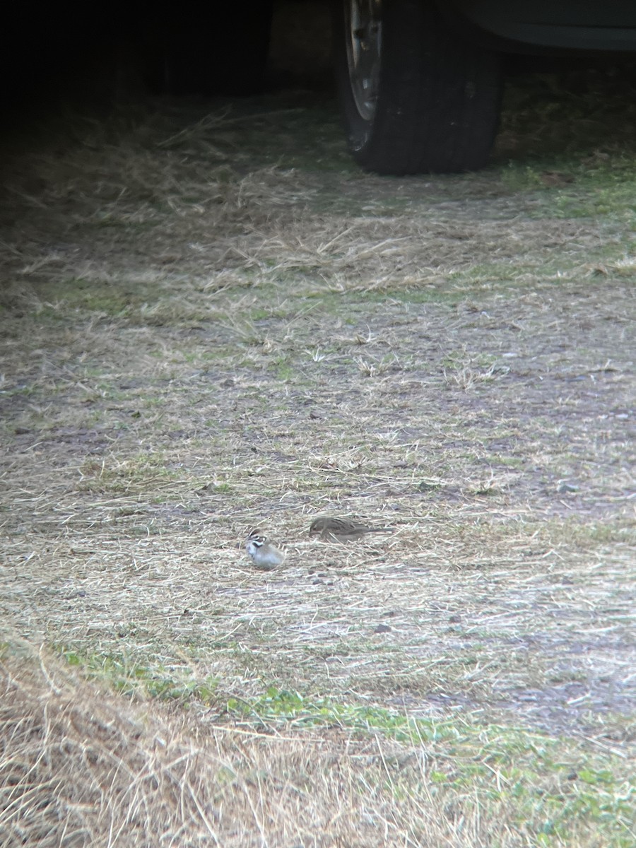 Lark Sparrow - ML611051247