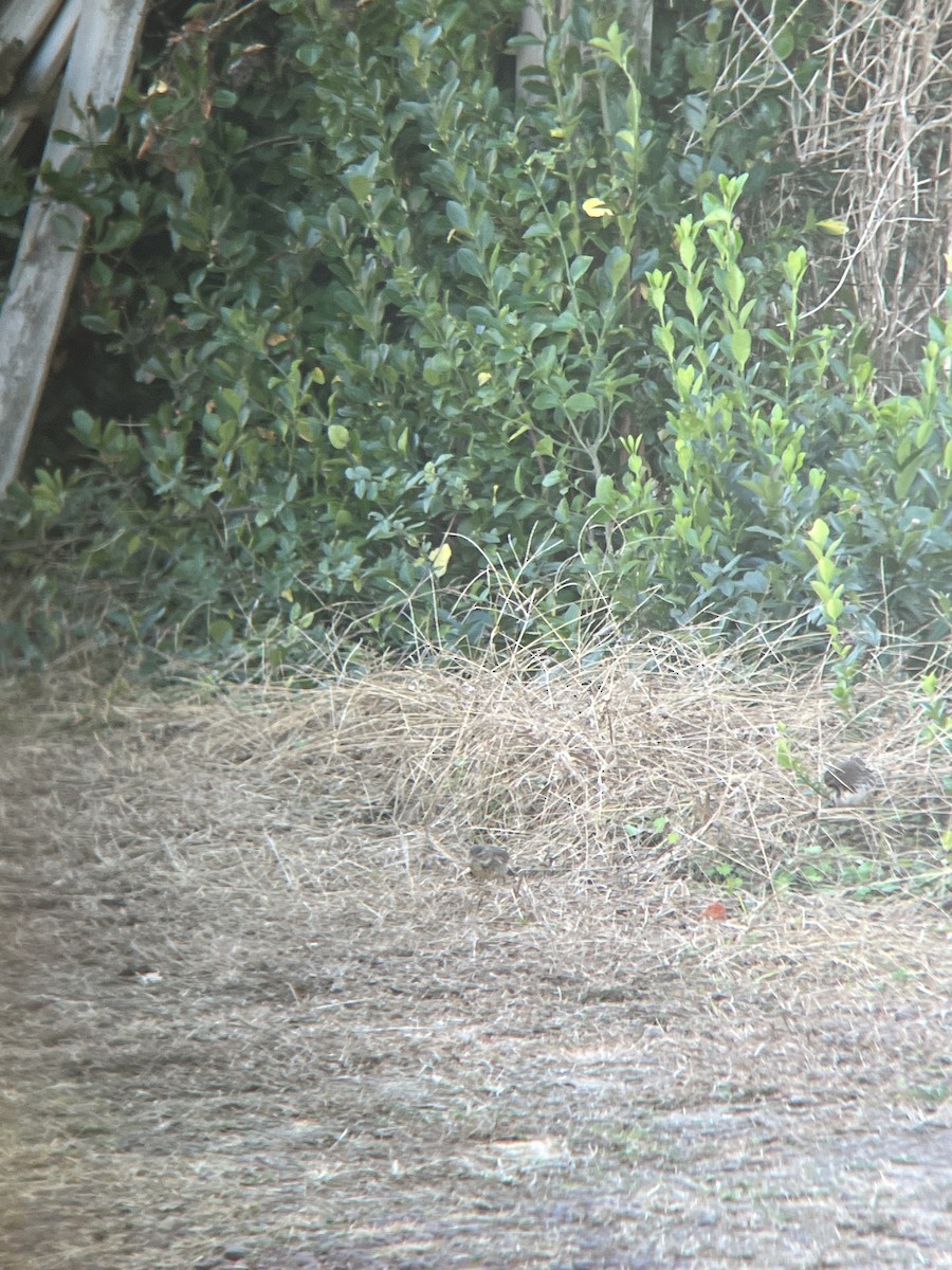 Dickcissel - ML611051318