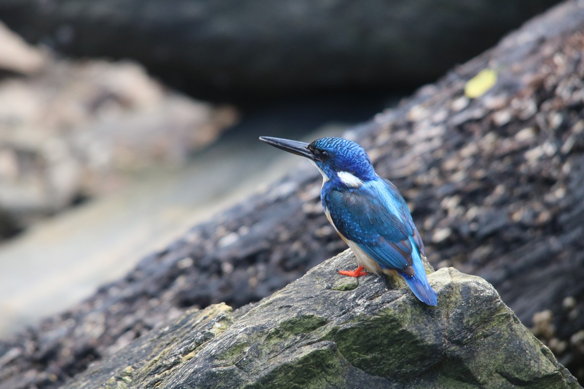 Half-collared Kingfisher - ML611051424