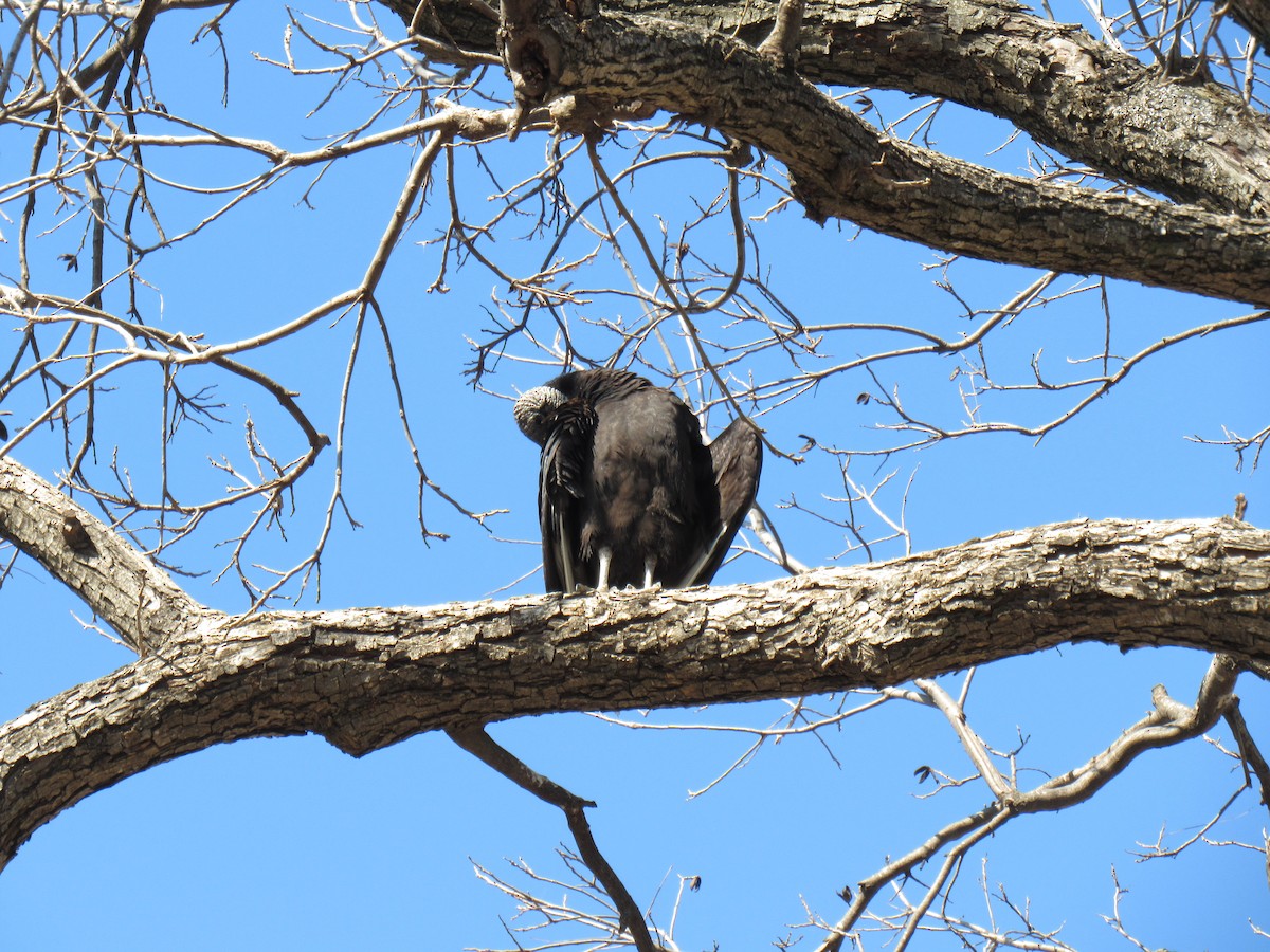 Black Vulture - ML611051436