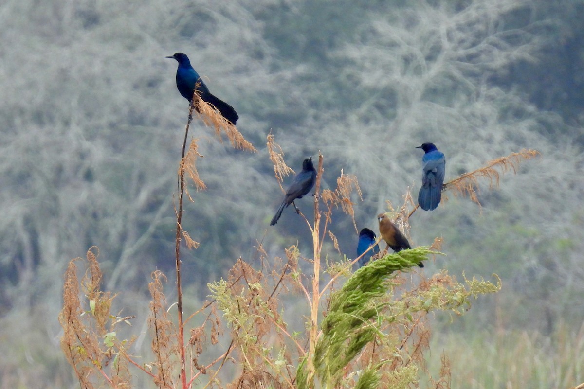 Boat-tailed Grackle - Judith A. Kennedy