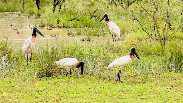 Jabiru d'Amérique - ML611051454