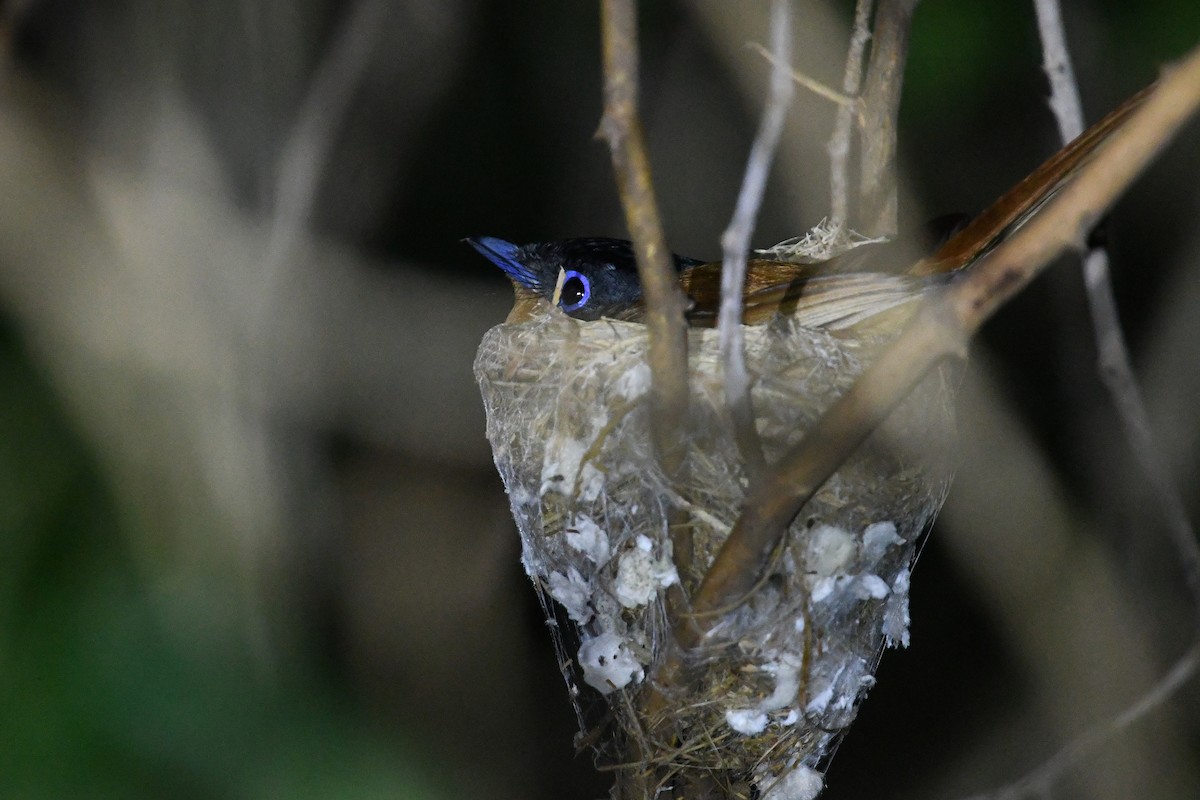 Malagasy Paradise-Flycatcher (Malagasy) - ML611051457