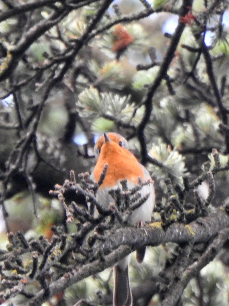 European Robin - ML611051527