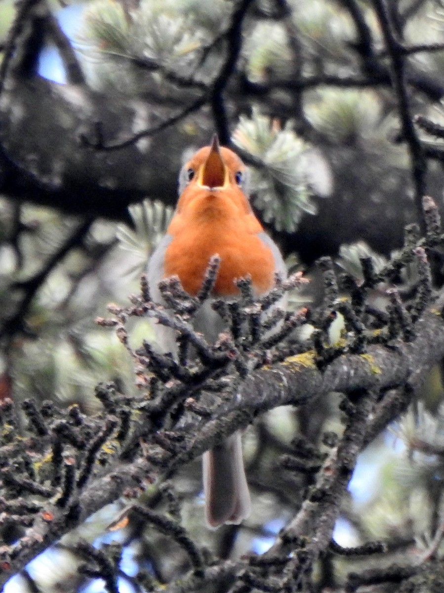 European Robin - ML611051528
