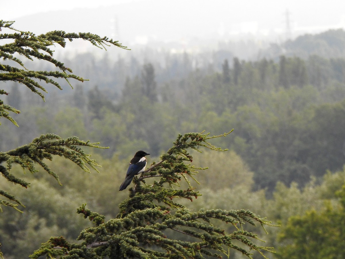 Eurasian Magpie - ML611051617