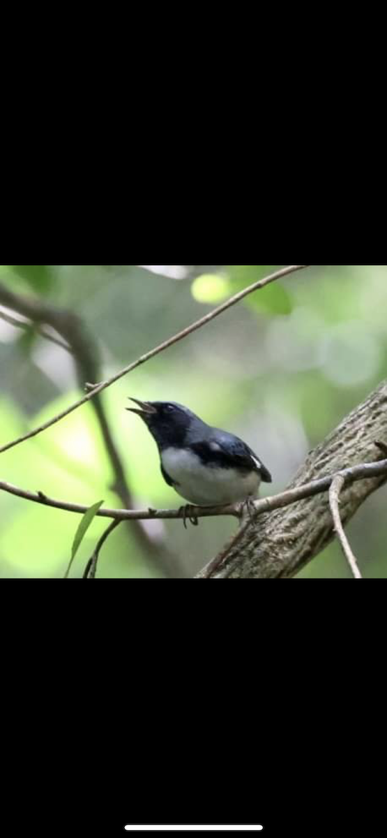 Black-throated Blue Warbler - Simon Buckingham