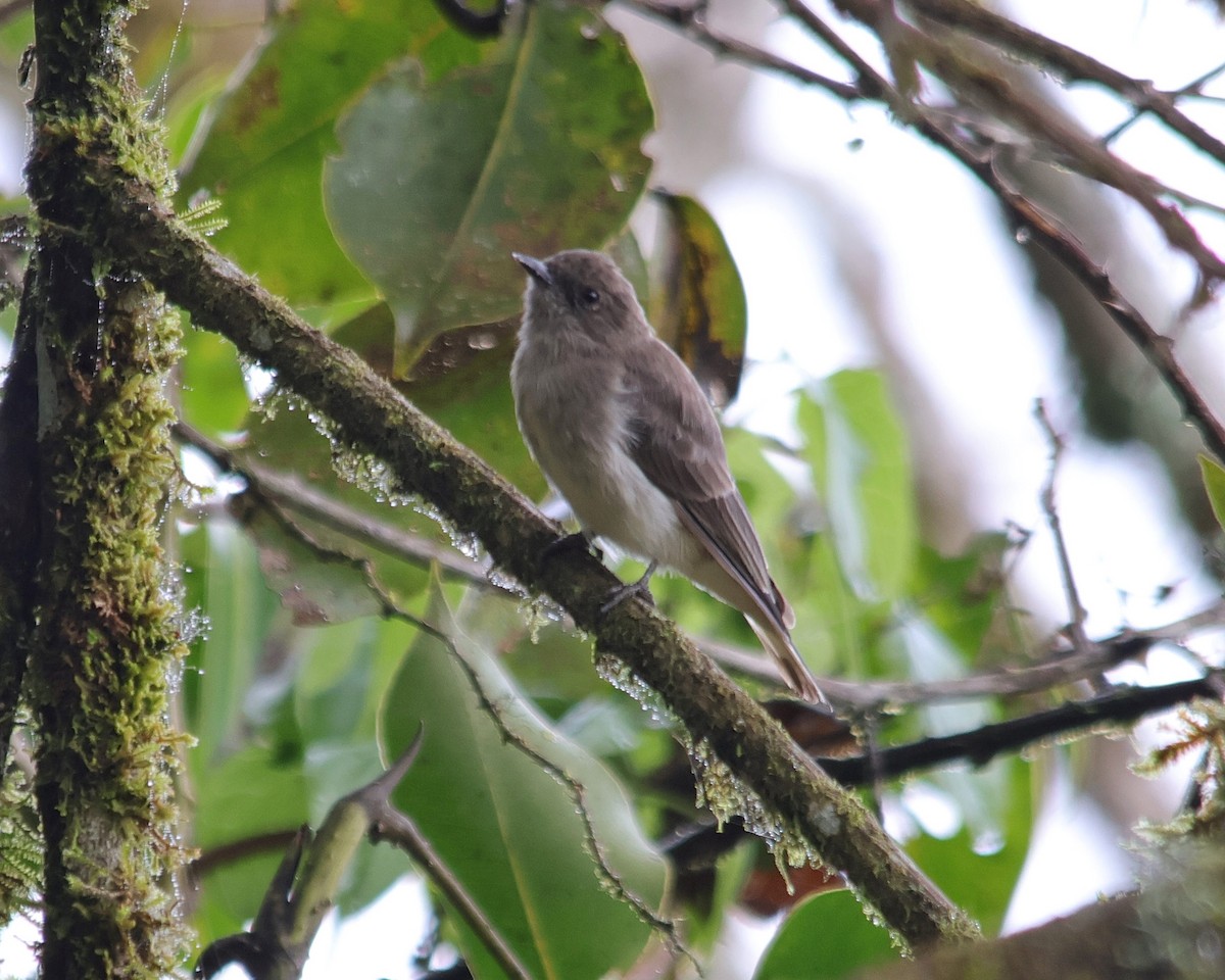 Wahlberg's Honeyguide - ML611051763