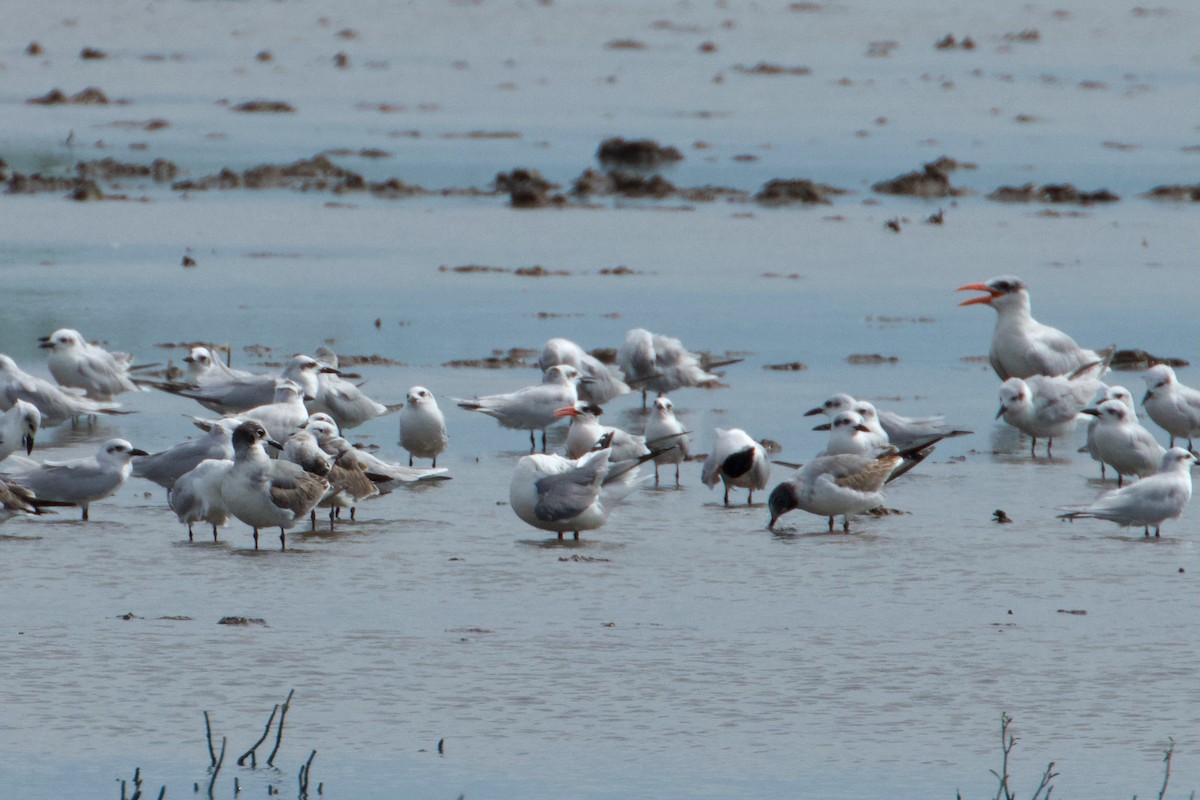 Elegant Tern - ML611051858