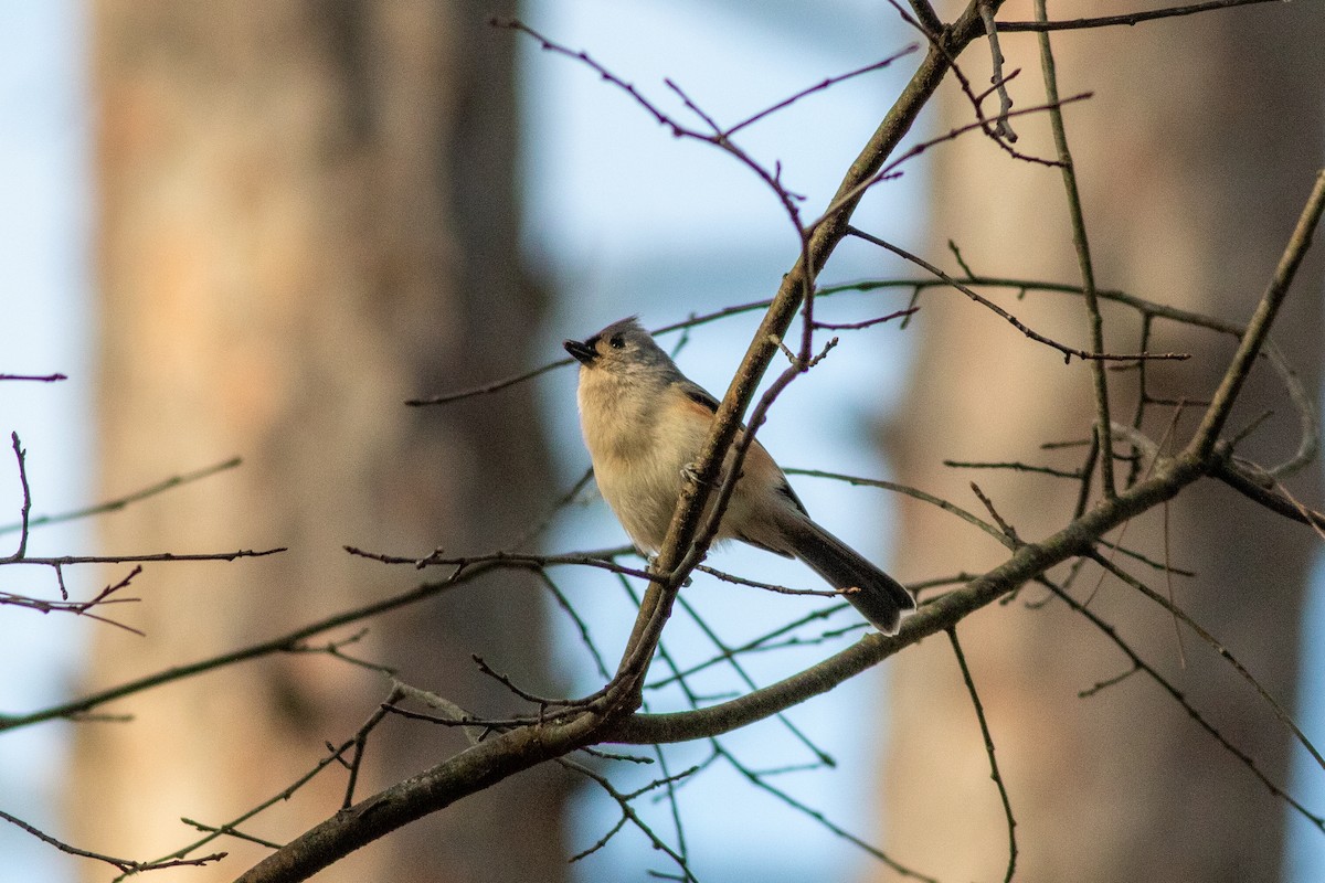 Tufted Titmouse - ML611051888