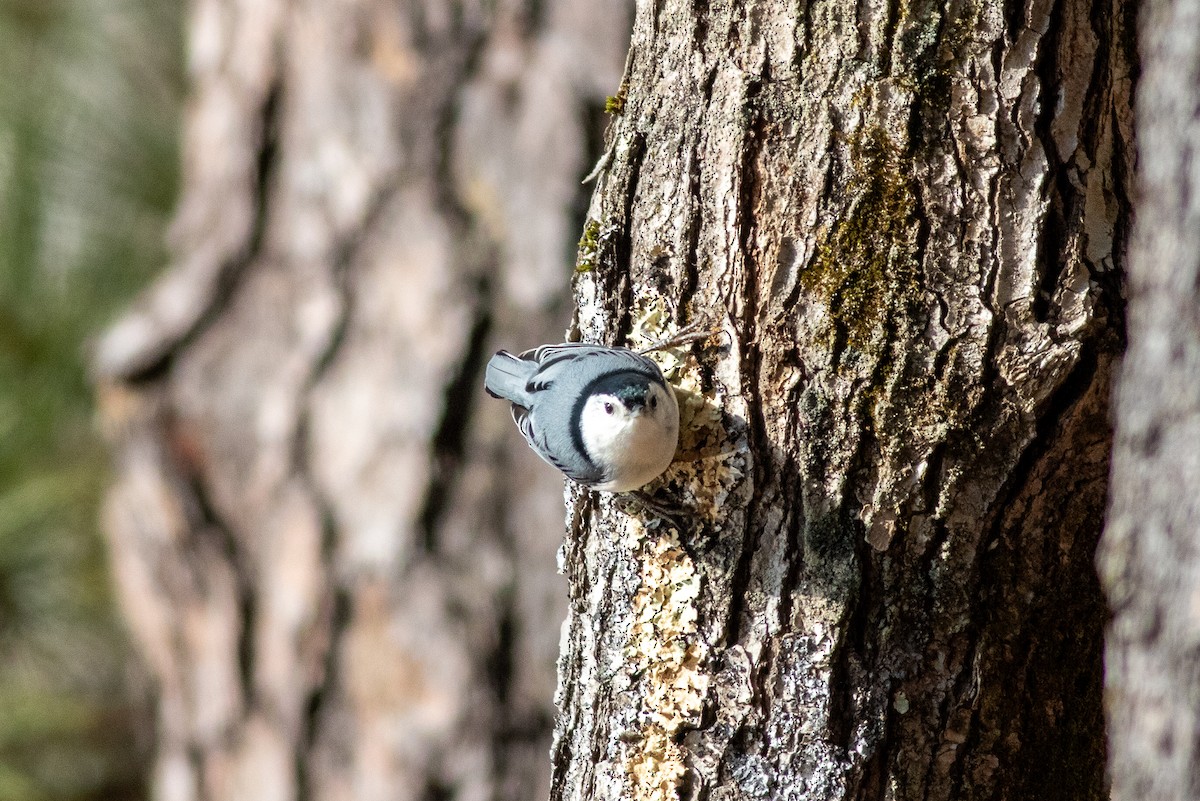 White-breasted Nuthatch - ML611051895
