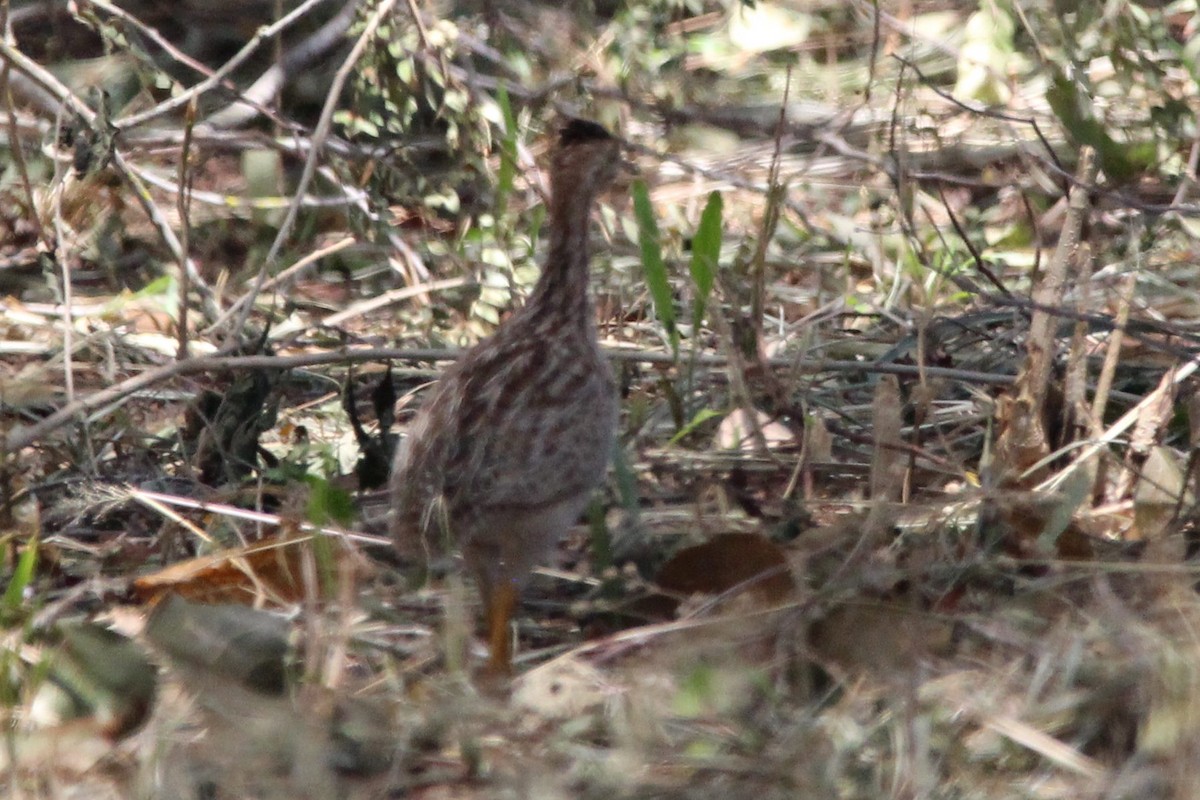 White-bellied Nothura - ML611051901