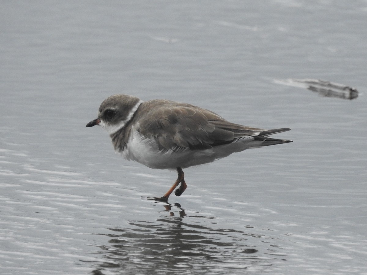 Semipalmated Plover - ML611051909