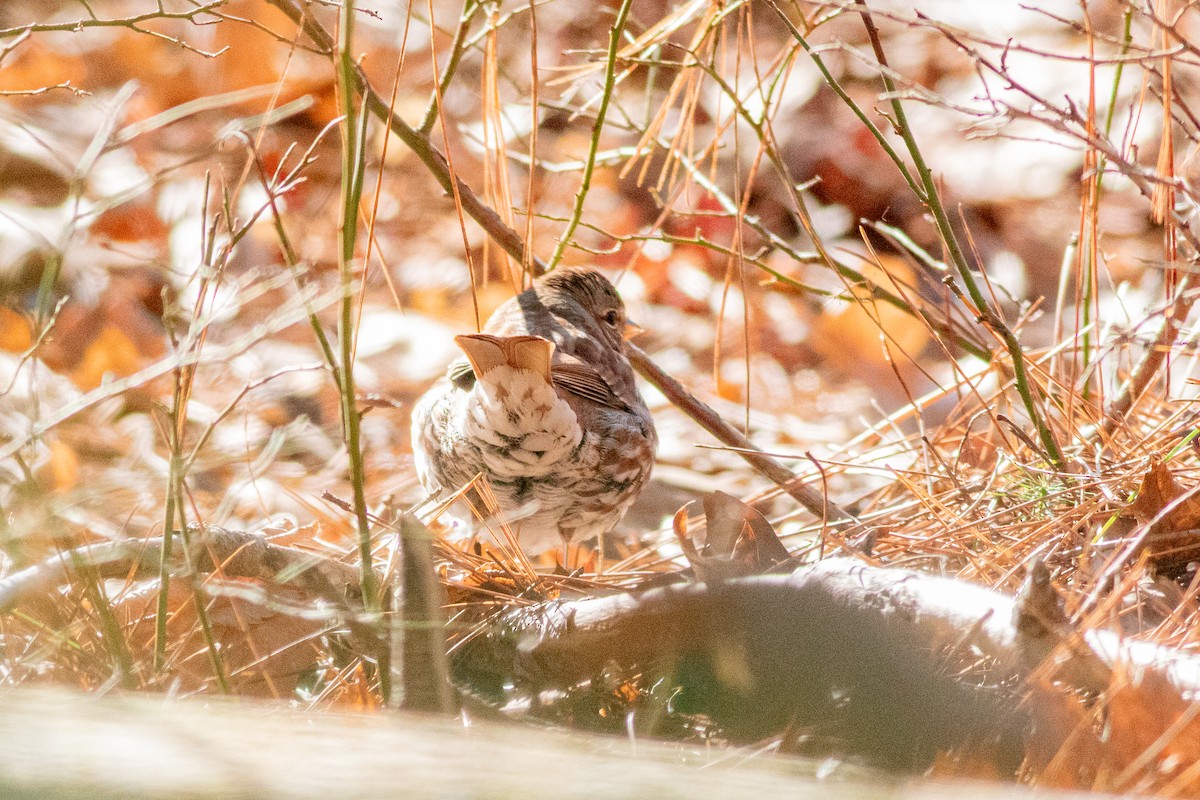 Fox Sparrow - ML611051915