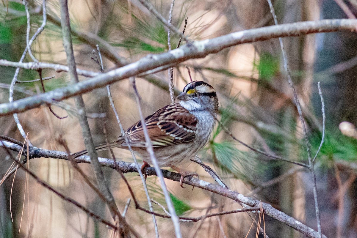 White-throated Sparrow - ML611051918