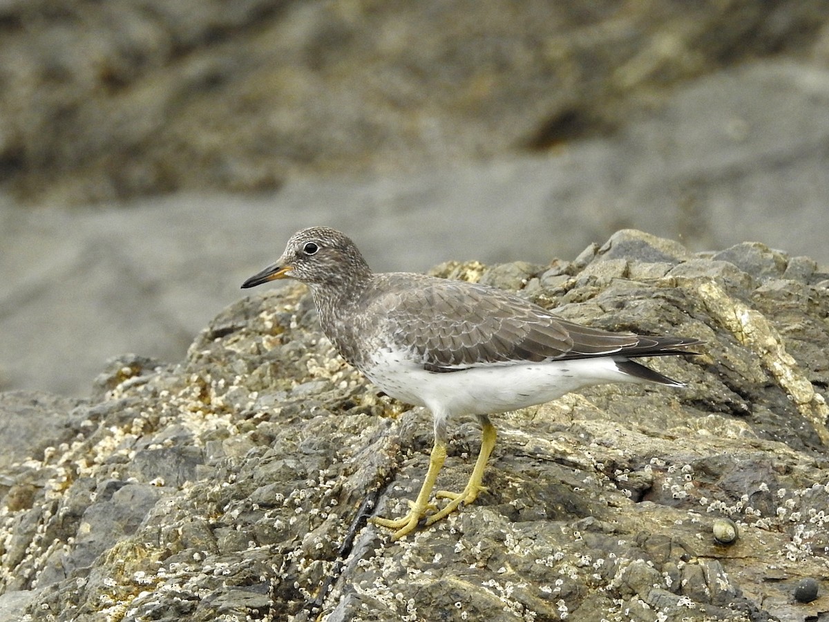 Surfbird - ML611051961