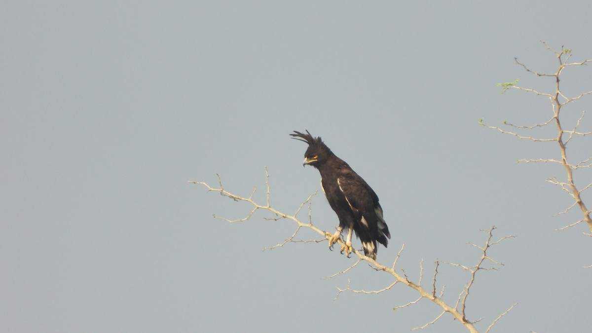 Long-crested Eagle - Wim Heylen