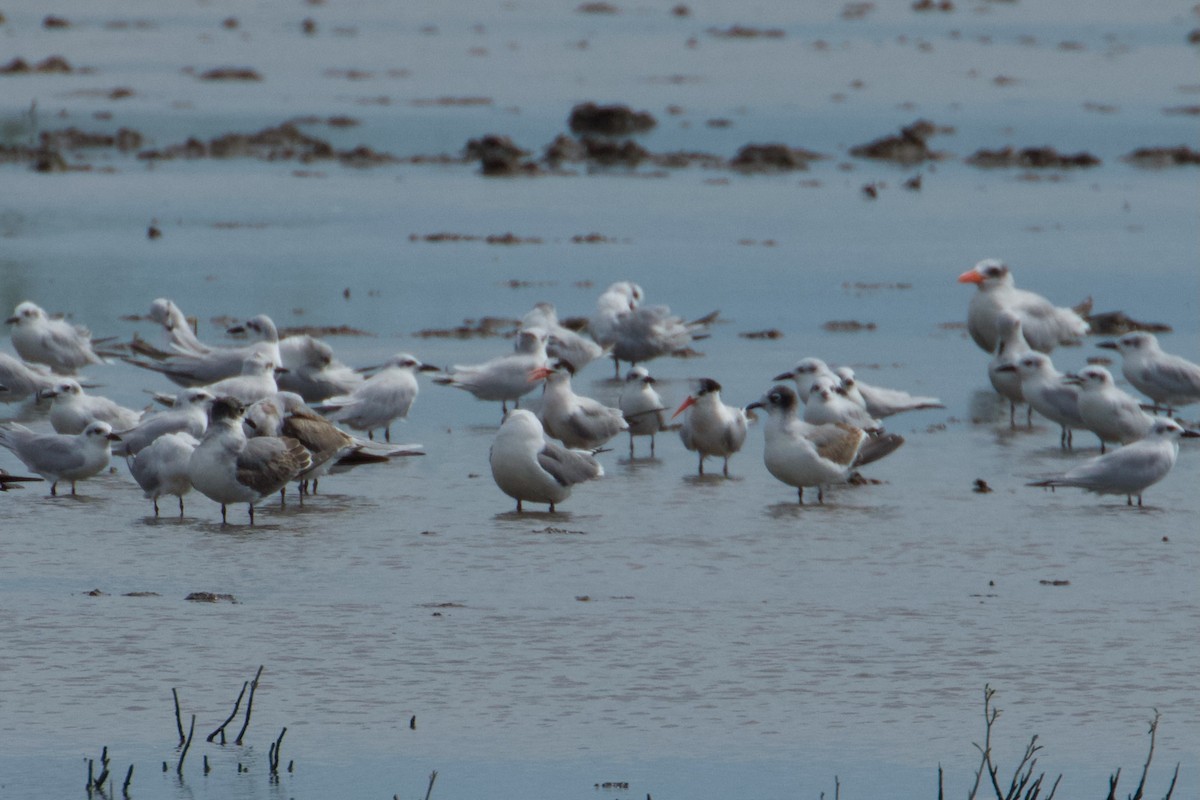 Elegant Tern - ML611051976