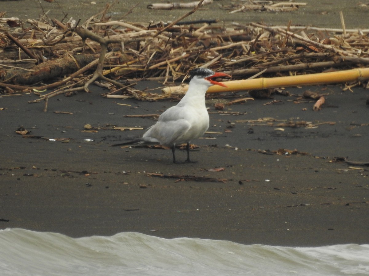 Caspian Tern - ML611051998