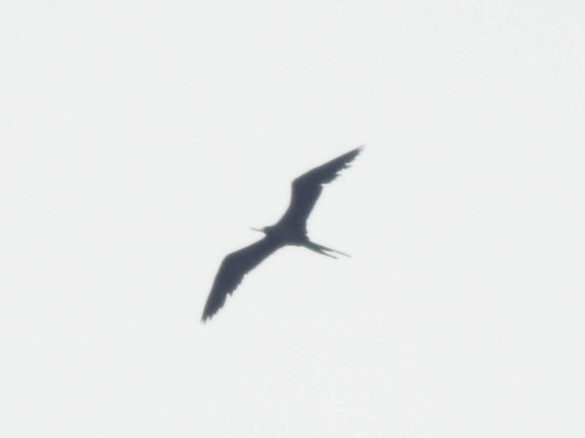 Magnificent Frigatebird - César María Aguilar Gómez