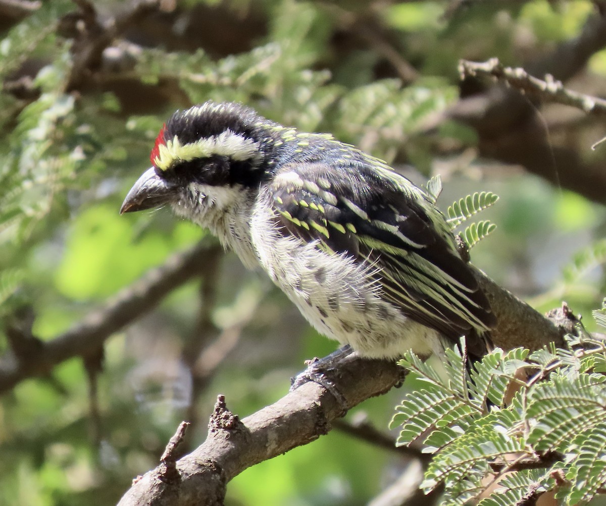 diademskjeggfugl - ML611052074