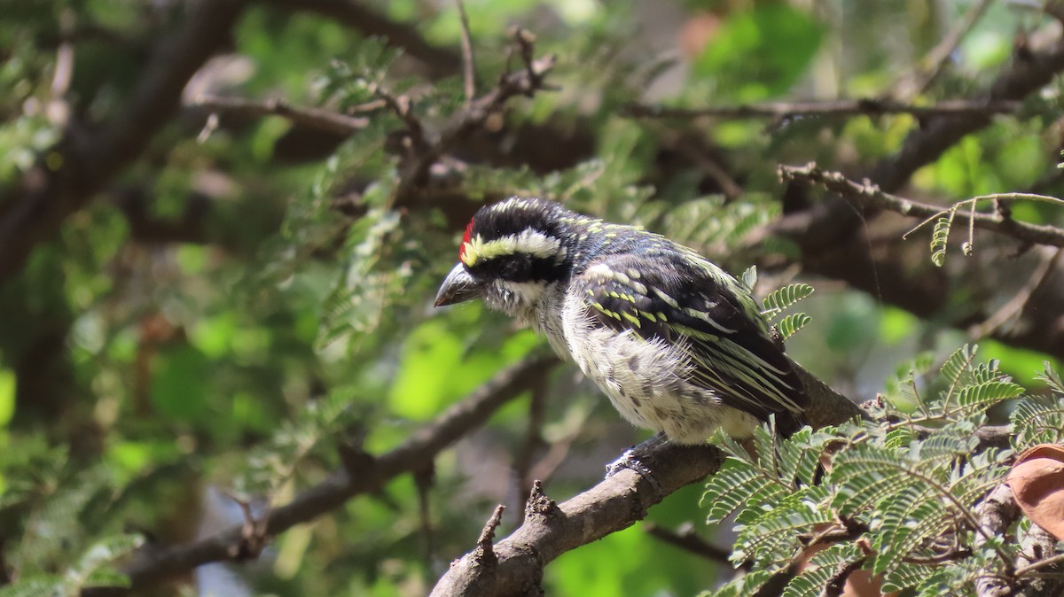 diademskjeggfugl - ML611052075