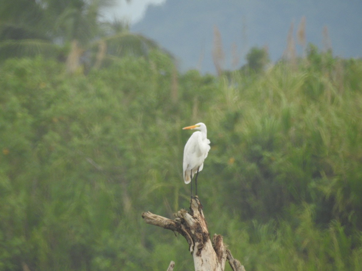 Great Egret - ML611052102