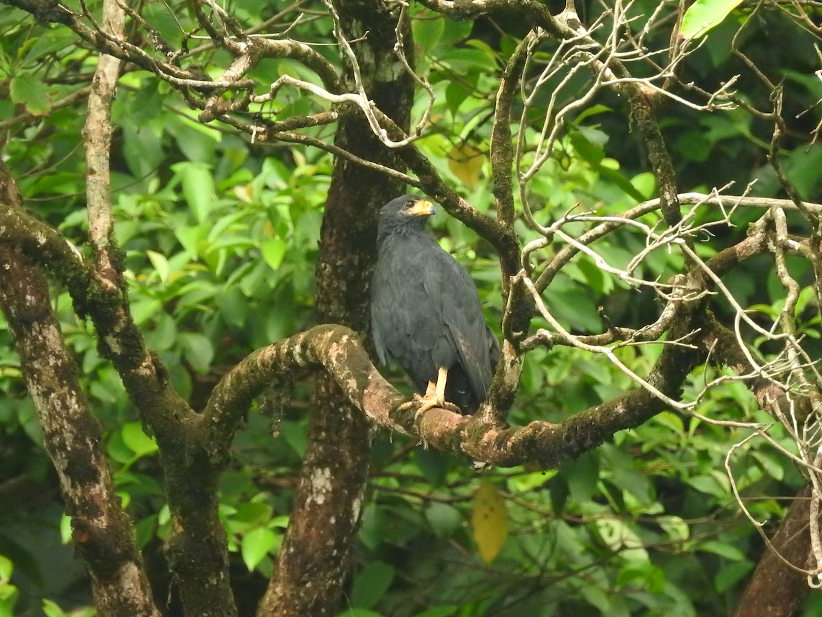 Busardo Urubitinga - ML611052118