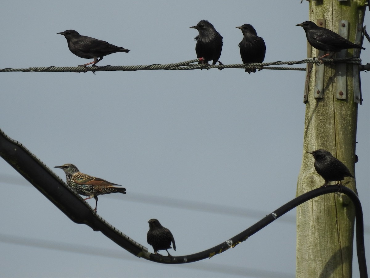 European Starling - ML611052124