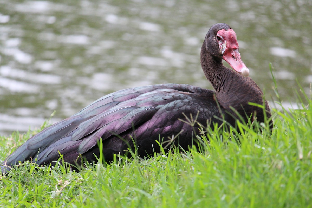 Spur-winged Goose - ML611052126