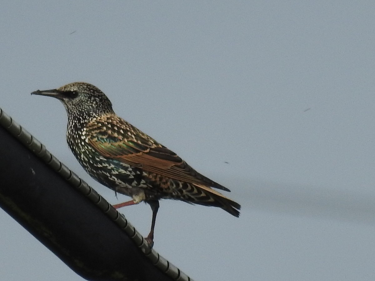 European Starling - ML611052129