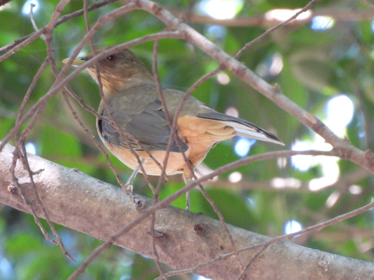 Clay-colored Thrush - Bosco Greenhead