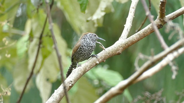 Speckle-breasted Wren (Marañon) - ML611052257