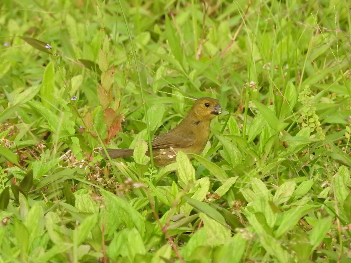 Variable Seedeater - ML611052263