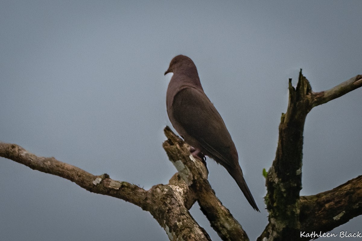 Ruddy Pigeon - Kathleen Black