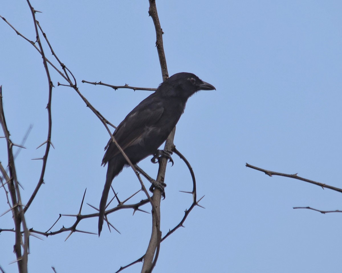 Coastal Boubou - ML611052333