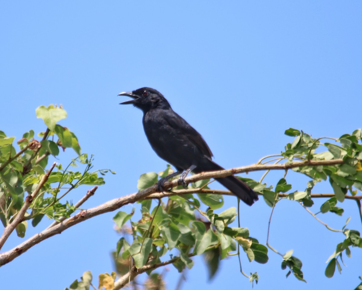 Coastal Boubou - ML611052334