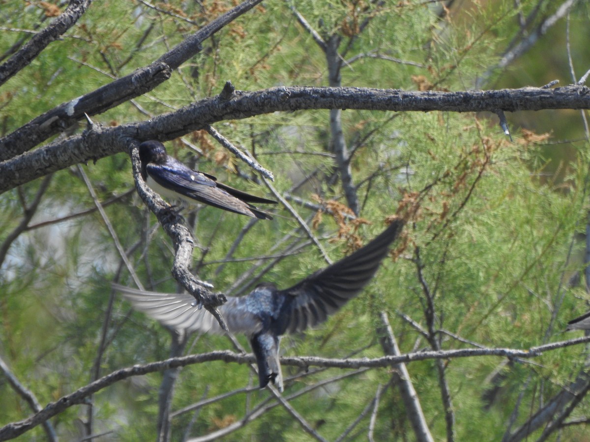 Golondrina Común - ML611052354