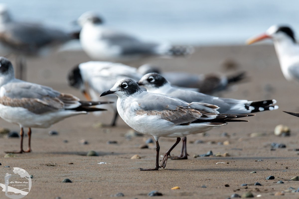 Franklin's Gull - ML611052393