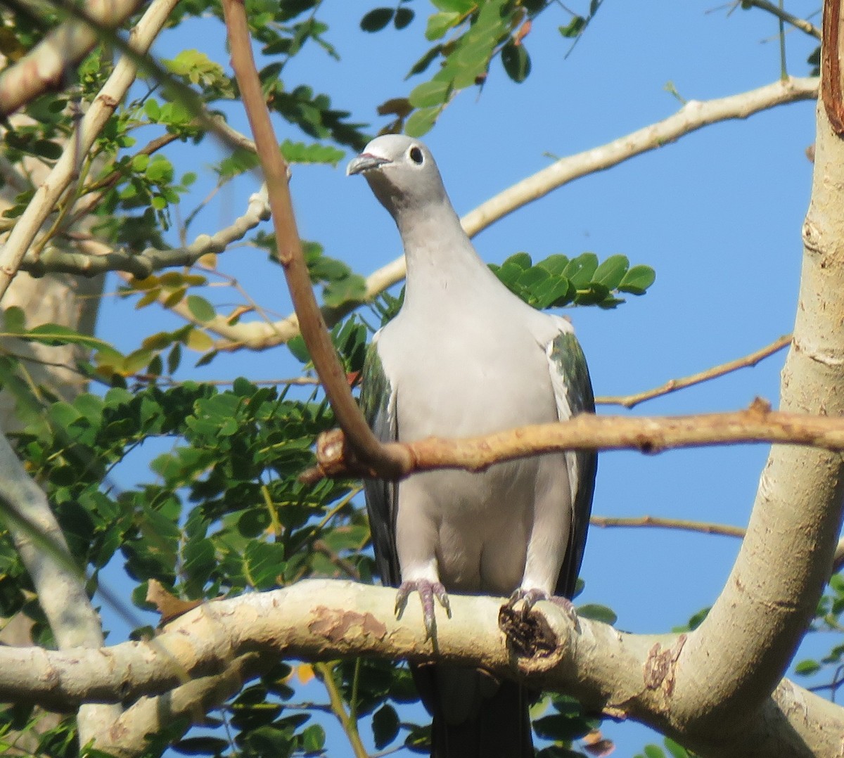 Seram Imperial-Pigeon - ML611052599