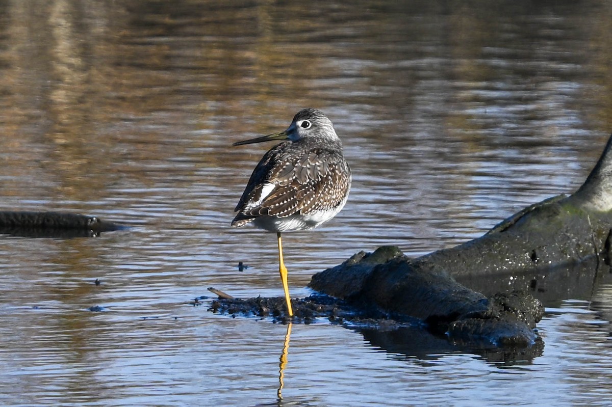 Greater Yellowlegs - ML611052621