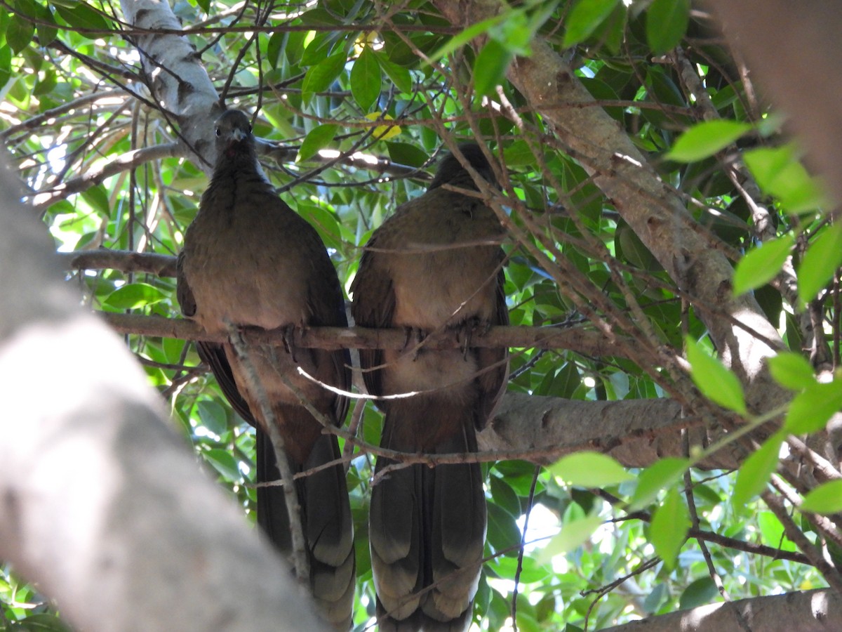 Plain Chachalaca - Bosco Greenhead